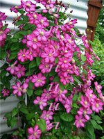 96.Clematis Ville de Lyon<br />1,39 евро/примерно 98 руб.<br />50 штук<br /><br />ЛюбознательнаяНя