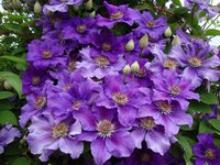 98.Clematis Ashva I 1,60 50, <br />примерно 115 руб.<br /><br /><br />ЕЛЕНА М 76