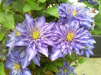 100.Clematis Multi <br />Blue I 1,39 50, <br />примерно 98 руб.