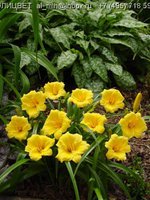 108.Hemerocallis <br />Mini Stella 0.50<br />примерно 36 руб.