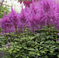 22. Astilbe arendsii <br />Amethyst 02/03 0,66/<br />примерно 47 руб.<br />50 шт.