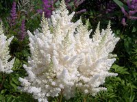 24.Astilbe	arendsii <br />Weisse Gloria 02/03 0,66 50, <br />примерно 47 руб.<br /><br /><br />Наталья Л.