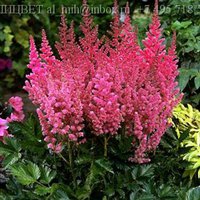 28. Astilbe chinensis <br />Veronica Klose 02/03 0,75 50<br />примерно 54 руб.