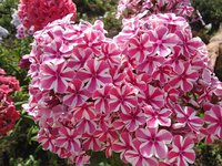37. Phlox maculata<br />Natasja I 1,00 50<br />примерно 73 руб.<br /><br />ЕЛЕНА М 76