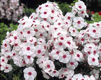 47.Phlox paniculata <br />Graf Zeppelin I 0.53<br />примерно 37р<br /><br />ЕЛЕНА М 76--2 шт