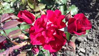 Roter Korsar
