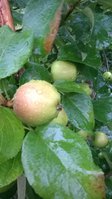 WP_20170713_005.jpg