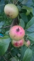 WP_20170713_011.jpg