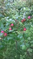 WP_20170713_003.jpg