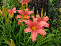 14.лилейник Pink <br />Damask 0,50<br />примерно 37 руб.