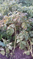 IMG_20170714_200053.jpg
