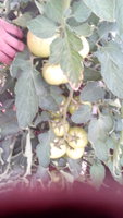 IMG_20170714_200601.jpg