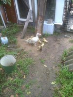 IMG_20170715_083303.jpg