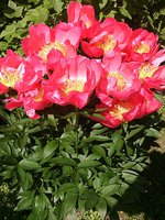 IMG_20130612_140049.jpg