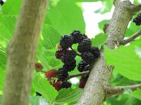 IMG_0002.JPG