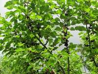 IMG_0003.JPG