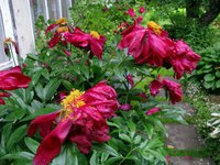 IMG_3445.JPG
