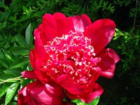 IMG_3463.JPG