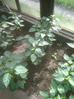 IMG_20170717_164520.jpg
