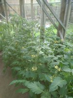 IMG_20170717_164549.jpg