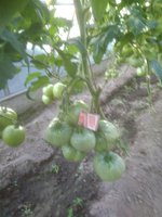 IMG_20170717_191410.jpg