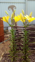 IMG_20170718_074230.jpg