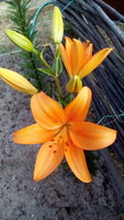 IMG_20170718_074257.jpg