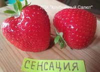 Сенсация. Сладкая, мякоть сливочная, почти воздушная.