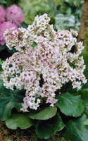 265. Bergenia Bressingham <br />White I 1,85<br />примерно 129р