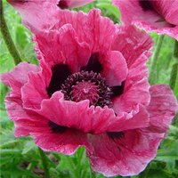 253. Papaver Bolero I 1.42<br />примерно 99р