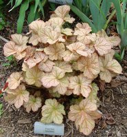 227. Heuchera Pinot Gris 2,83<br />примерно 198р