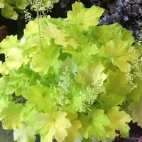 222. Heuchera Citronella 2,83<br />примерно 198р