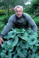 209. Brunnera macrophylla <br />Alexander's Great ® PBR 3,36<br />примерно 235р<br /><br />gev09