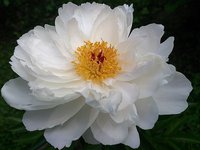 IMG_20130613_122852.jpg