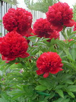 147.Пион Red Supreme 1.76<br />примерно 123р<br /><br />ната41