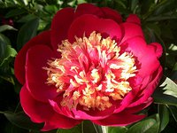 IMG_20130613_123136.jpg