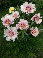 IMG_20130613_123210.jpg