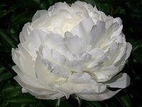 IMG_20130613_142835.jpg