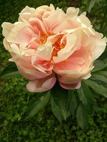 IMG_20130613_143018.jpg