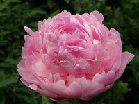 IMG_20130613_143051.jpg