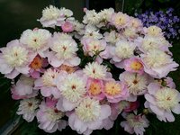 IMG_20130613_143139.jpg