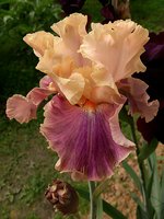 IMG_20130613_153244.jpg
