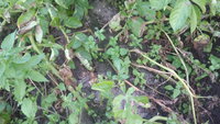 IMG_20170720_181302.jpg
