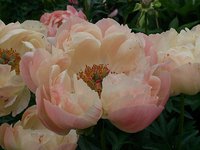IMG_20130613_210716.jpg