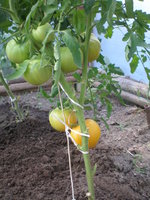 P714129-медовый спас.jpg