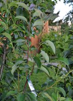 _DSC0082.JPG