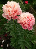 IMG_20130613_211132.jpg