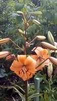 IMG_20170722_120847.jpg