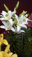 IMG_20170722_120630.jpg