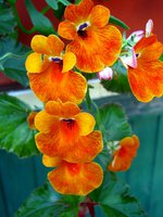 IMG_3672.JPG